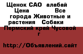 Щенок САО (алабай) › Цена ­ 10 000 - Все города Животные и растения » Собаки   . Пермский край,Чусовой г.